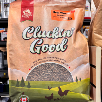 Mealworm Treats - Chickens